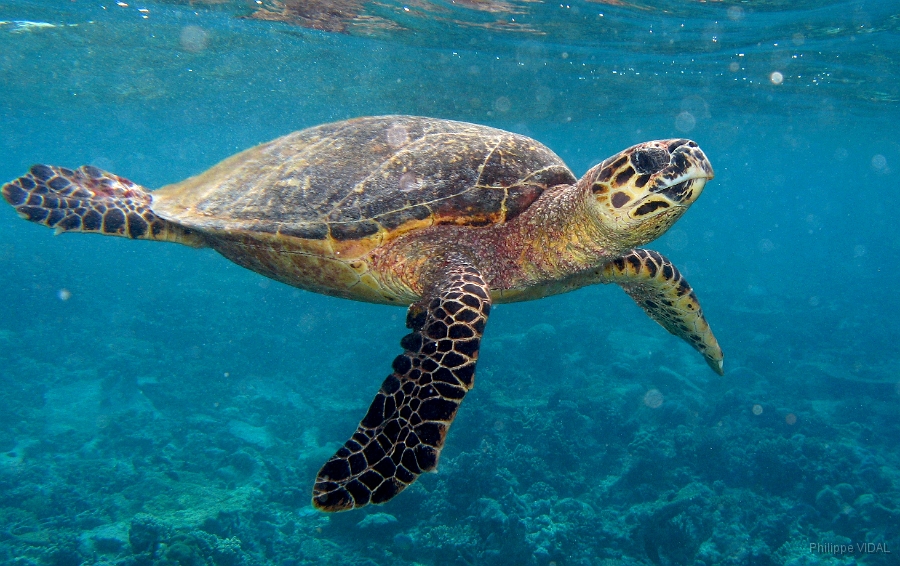IMG_7651rc_Maldives_Madoogali_Tortue imbriquee.jpg